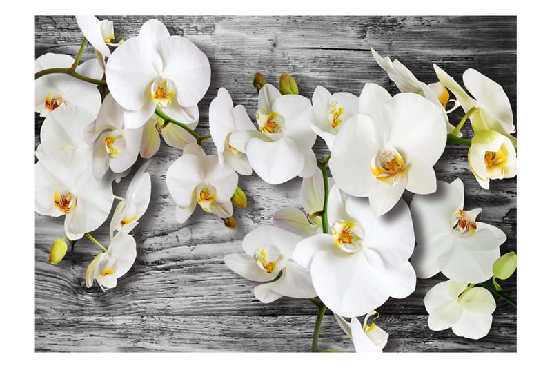 Fototapet Callous Orchids III 350x245 - Artgeist sp. z o. o. - Inredning & dekor - Väggdekor - Tapeter & tapettillbehör - Fototapeter