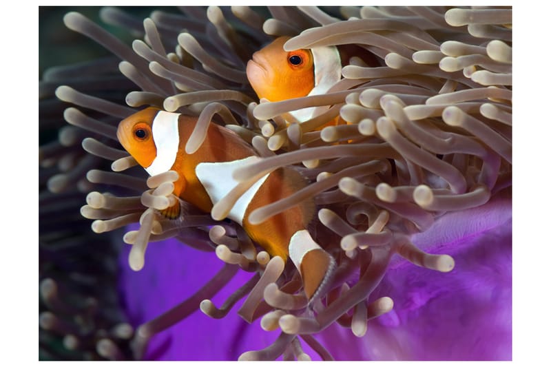FOTOTAPET Clownfish 300x231 - Artgeist sp. z o. o. - Inredning & dekor - Väggdekor - Tapeter & tapettillbehör - Fototapeter