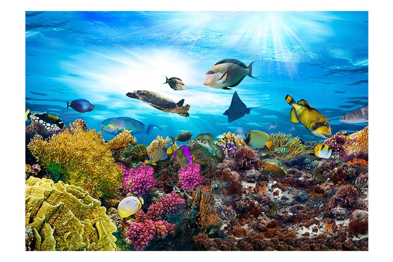 Fototapet Coral Reef 350x245 - Artgeist sp. z o. o. - Inredning & dekor - Väggdekor - Tapeter & tapettillbehör - Fototapeter