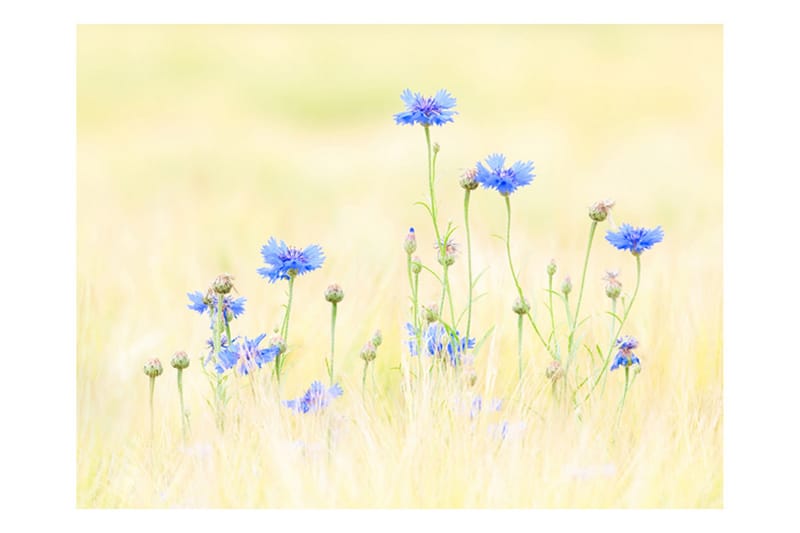FOTOTAPET Cornflowers 200x154 - Artgeist sp. z o. o. - Inredning & dekor - Väggdekor - Tapeter & tapettillbehör - Fototapeter