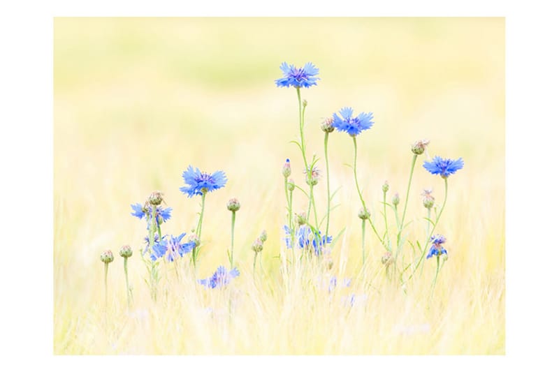 Fototapet Cornflowers 400x309 - Artgeist sp. z o. o. - Inredning & dekor - Väggdekor - Tapeter & tapettillbehör - Fototapeter