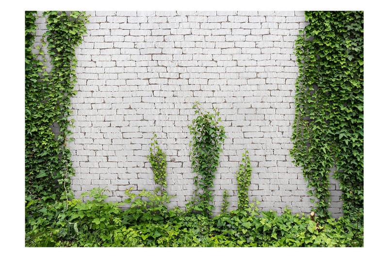 Fototapet Creeping Ivy 250x175 - Artgeist sp. z o. o. - Inredning & dekor - Väggdekor - Tapeter & tapettillbehör - Fototapeter