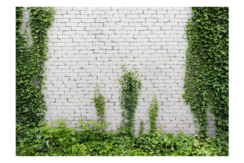 FOTOTAPET Creeping Ivy 300x210 - Artgeist sp. z o. o. - Inredning & dekor - Väggdekor - Tapeter & tapettillbehör - Fototapeter