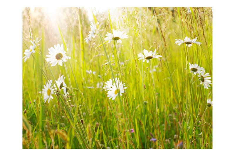 FOTOTAPET Daisy Field 200x154 - Artgeist sp. z o. o. - Inredning & dekor - Väggdekor - Tapeter & tapettillbehör - Fototapeter