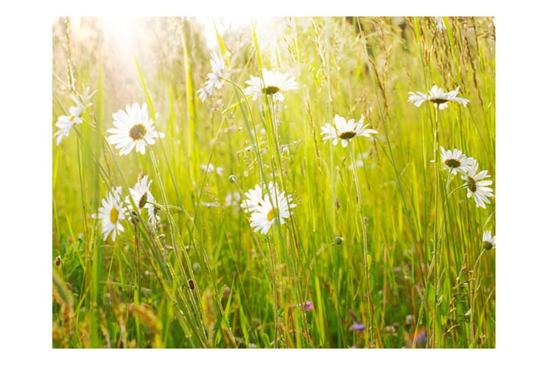 FOTOTAPET Daisy Field 250x193, Artgeist sp. z o. o.