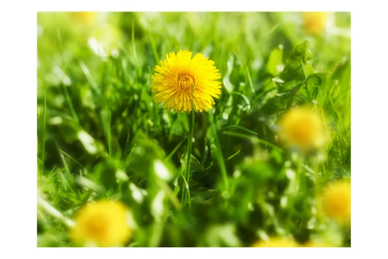 Fototapet Dandelion Blommor 400x309 - Artgeist sp. z o. o. - Inredning & dekor - Väggdekor - Tapeter & tapettillbehör - Fototapeter