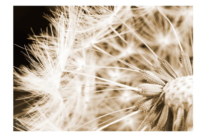 Fototapet Dandelion Sepia 300x210 - Artgeist sp. z o. o. - Inredning & dekor - Väggdekor - Tapeter & tapettillbehör - Fototapeter