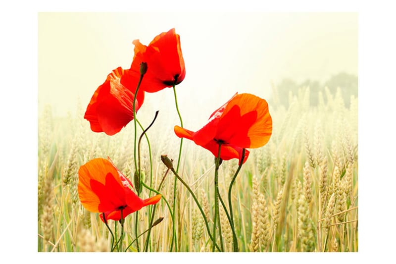 Fototapet Det Fina Med Vilda Vallmo 250x193, Artgeist sp. z o. o.