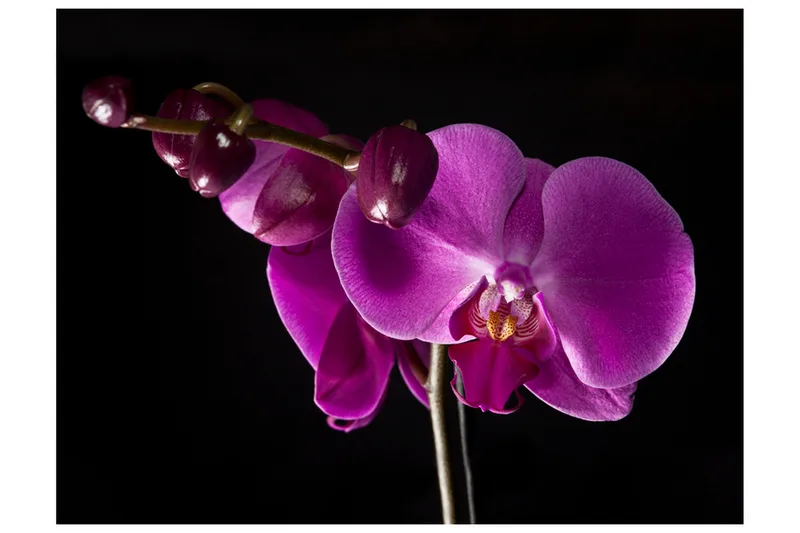 Fototapet Elegant Orchids 350x270 - Artgeist sp. z o. o. - Inredning & dekor - Väggdekor - Tapeter & tapettillbehör - Fototapeter