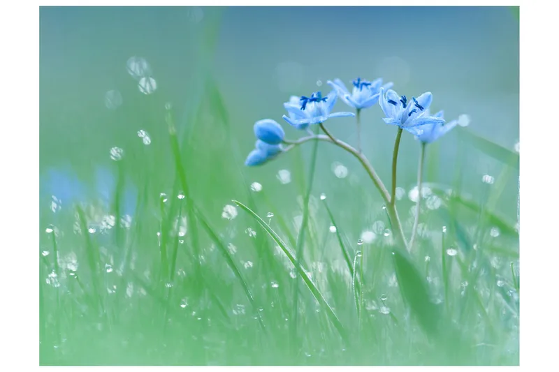 Fototapet En Äng I Gryningen 350x270, Artgeist sp. z o. o.