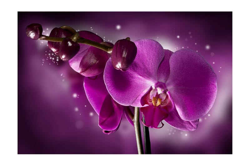 FOTOTAPET Fairy Tale And Orchid 450x270 - Artgeist sp. z o. o. - Inredning & dekor - Väggdekor - Tapeter & tapettillbehör - Fototapeter