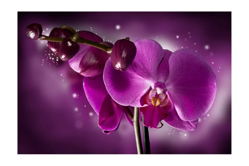 Fototapet Fairy Tale And Orchid 450x270 - Artgeist sp. z o. o. - Inredning & dekor - Väggdekor - Tapeter & tapettillbehör - Fototapeter