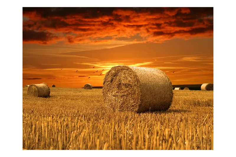 FOTOTAPET Fält Av Guld 200x154, Artgeist sp. z o. o.