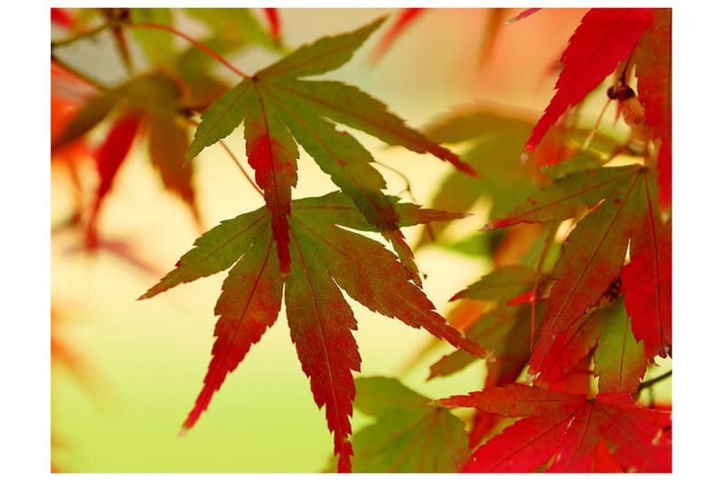 FOTOTAPET Färgglada Blad 350x270, Artgeist sp. z o. o.