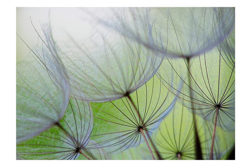 Fototapet Fleeting Moments 400x280 - Artgeist sp. z o. o. - Inredning & dekor - Väggdekor - Tapeter & tapettillbehör - Fototapeter