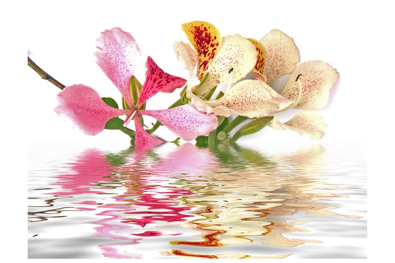 FOTOTAPET Flowers Orchid Tree Bauhinia 300x231, Artgeist sp. z o. o.