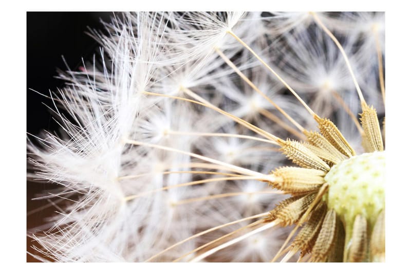 Fototapet Fluffy Dandelion 350x245 - Artgeist sp. z o. o. - Inredning & dekor - Väggdekor - Tapeter & tapettillbehör - Fototapeter