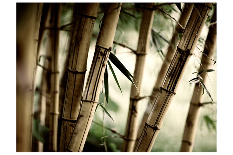 FOTOTAPET Fog And Bamboo Forest 200x154 - Artgeist sp. z o. o. - Inredning & dekor - Väggdekor - Tapeter & tapettillbehör - Fototapeter