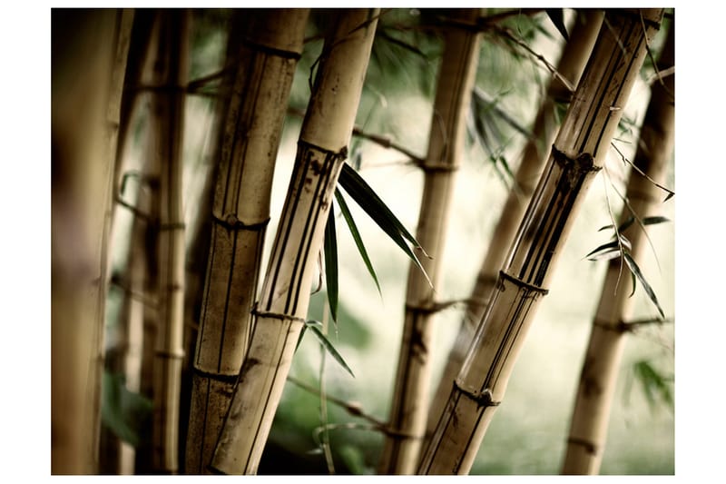 Fototapet Fog And Bamboo Forest 400x309, Artgeist sp. z o. o.