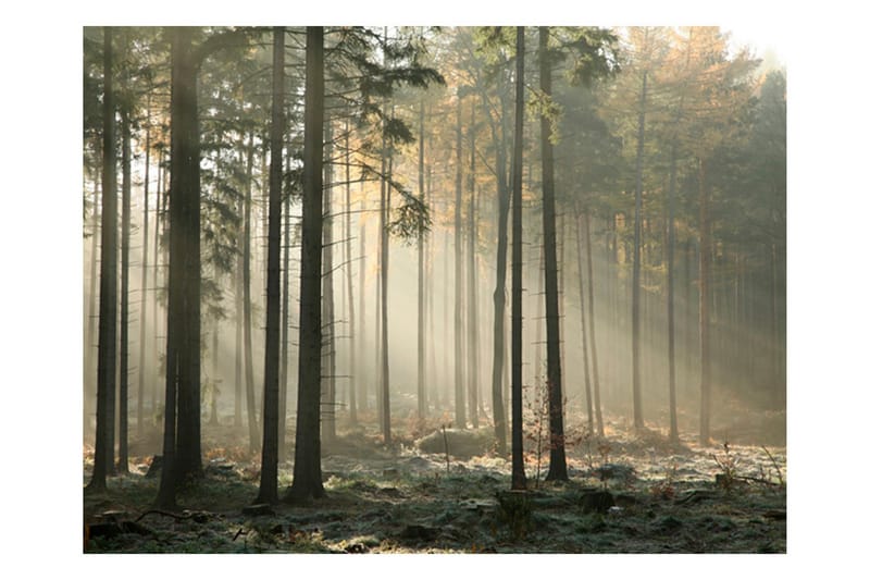 FOTOTAPET Foggy November Morning 400x309 - Artgeist sp. z o. o. - Inredning & dekor - Väggdekor - Tapeter & tapettillbehör - Fototapeter