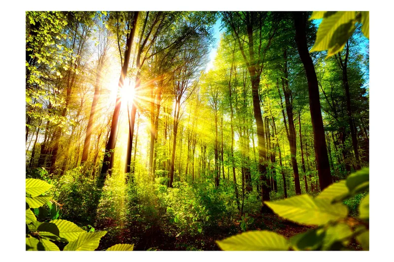 FOTOTAPET Forest Hideout 400x280 - Artgeist sp. z o. o. - Inredning & dekor - Väggdekor - Tapeter & tapettillbehör - Fototapeter