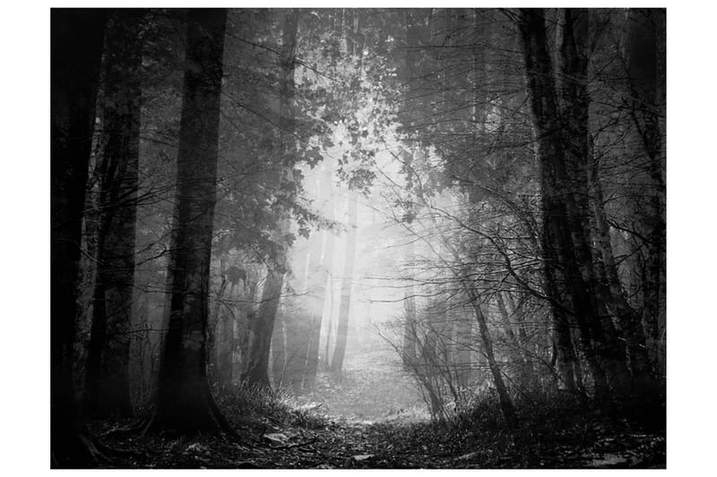 Fototapet Forest Of Shadows 400x309 - Artgeist sp. z o. o. - Inredning & dekor - Väggdekor - Tapeter & tapettillbehör - Fototapeter