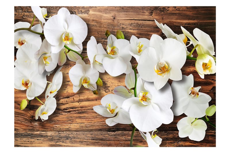 Fototapet Forest Orchid 200x140 - Artgeist sp. z o. o. - Inredning & dekor - Väggdekor - Tapeter & tapettillbehör - Fototapeter