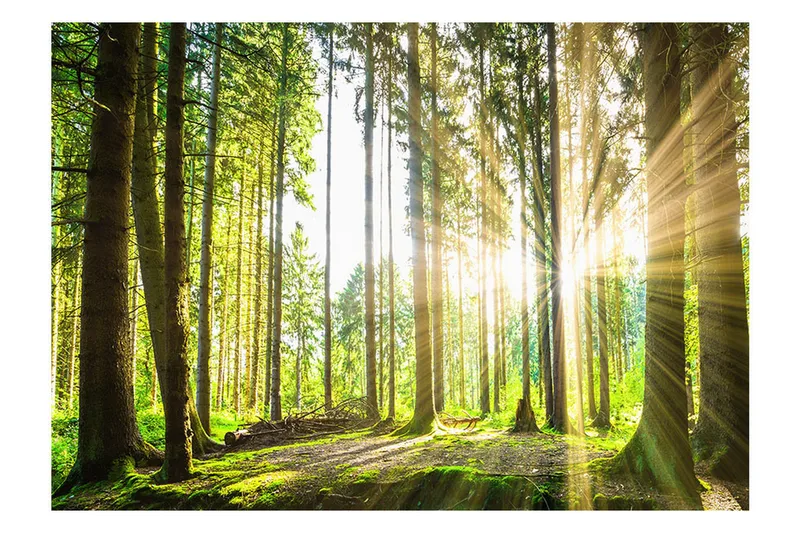 Fototapet Forest Tales 200x140 - Artgeist sp. z o. o. - Inredning & dekor - Väggdekor - Tapeter & tapettillbehör - Fototapeter