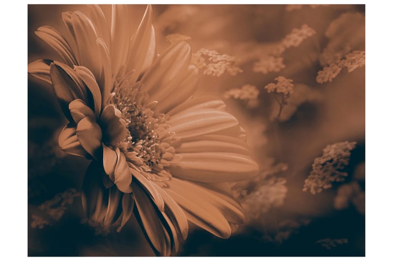 FOTOTAPET Gerbera Brons 200x154 - Artgeist sp. z o. o. - Inredning & dekor - Väggdekor - Tapeter & tapettillbehör - Fototapeter