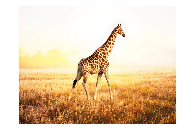 Fototapet Giraff Gå 300x231 - Artgeist sp. z o. o. - Inredning & dekor - Väggdekor - Tapeter & tapettillbehör - Fototapeter