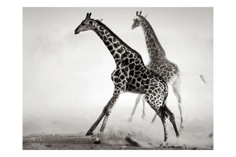 Fototapet Giraffer 200x154 - Artgeist sp. z o. o. - Inredning & dekor - Väggdekor - Tapeter & tapettillbehör - Fototapeter