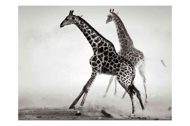 Fototapet Giraffer 350x270 - Artgeist sp. z o. o. - Inredning & dekor - Väggdekor - Tapeter & tapettillbehör - Fototapeter