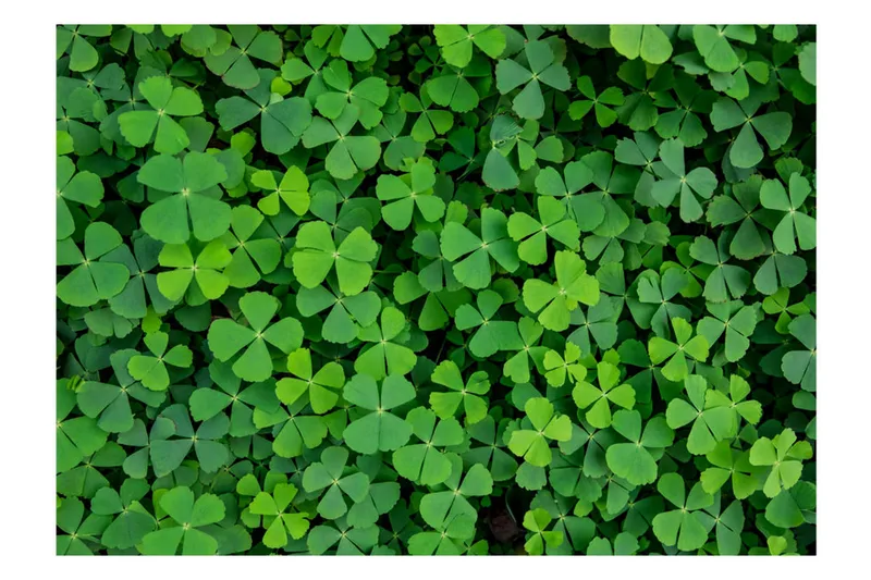Fototapet Green Clover 350x245 - Artgeist sp. z o. o. - Inredning & dekor - Väggdekor - Tapeter & tapettillbehör - Fototapeter