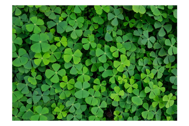 FOTOTAPET Green Clover 350x245 - Artgeist sp. z o. o. - Inredning & dekor - Väggdekor - Tapeter & tapettillbehör - Fototapeter