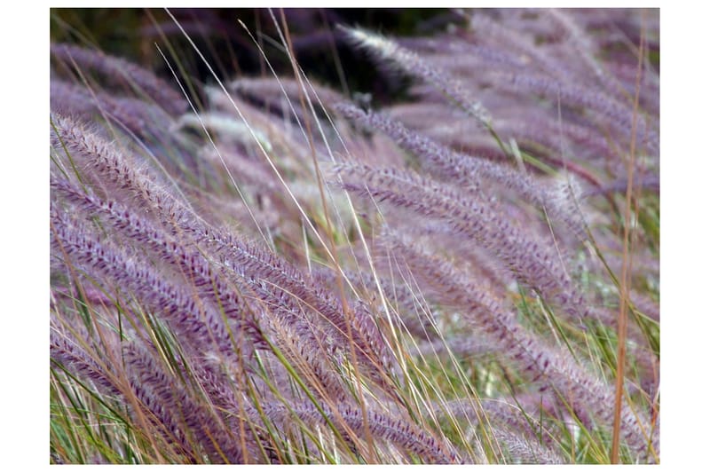 Fototapet Grönt Fält Och Lila Blommor 300x231, Artgeist sp. z o. o.