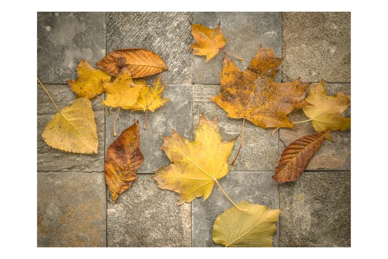 Fototapet Harbinger Of Autumn 300x231, Artgeist sp. z o. o.