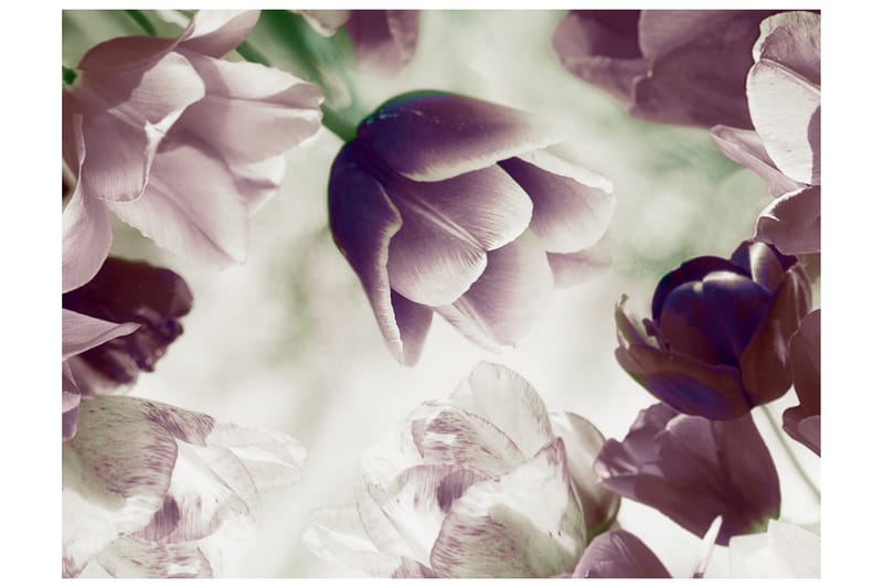 Fototapet Heavenly Tulips 250x193 - Artgeist sp. z o. o. - Inredning & dekor - Väggdekor - Tapeter & tapettillbehör - Fototapeter
