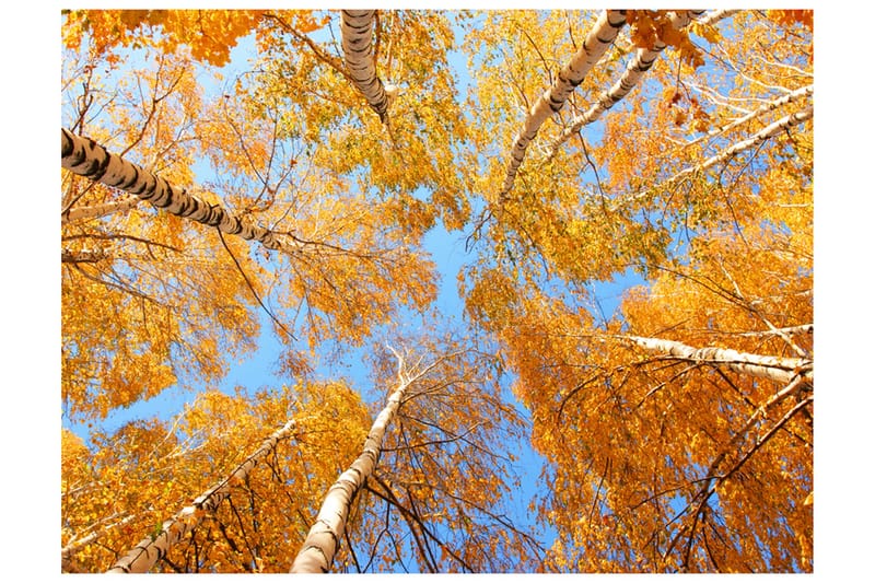 FOTOTAPET Höstlig Trädtopparna 300x231, Artgeist sp. z o. o.