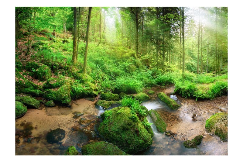 Fototapet Humid Forest 400x280, Artgeist sp. z o. o.