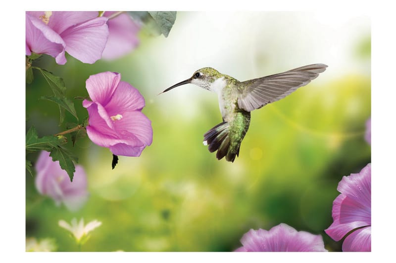 FOTOTAPET Humming-Bird 100x70 - Artgeist sp. z o. o. - Inredning & dekor - Väggdekor - Tapeter & tapettillbehör - Fototapeter