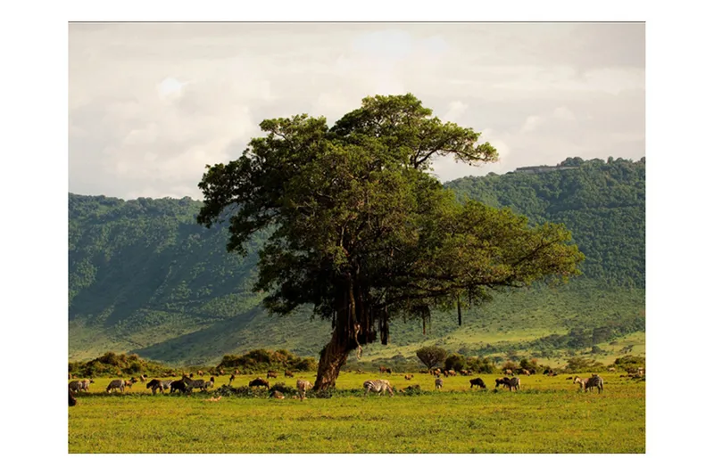 Fototapet In A Crater Of Ngoro Ngoro 200x154 - Artgeist sp. z o. o. - Inredning & dekor - Väggdekor - Tapeter & tapettillbehör - Fototapeter