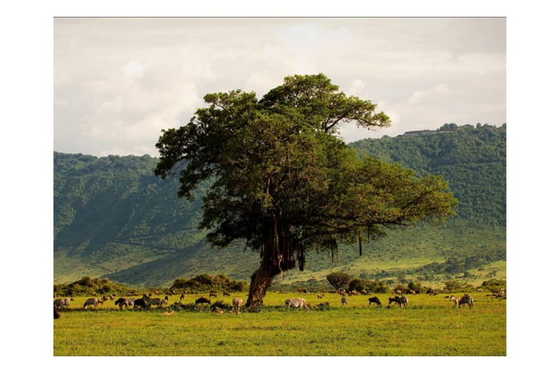 Fototapet In A Crater Of Ngoro Ngoro 250x193 - Artgeist sp. z o. o. - Inredning & dekor - Väggdekor - Tapeter & tapettillbehör - Fototapeter