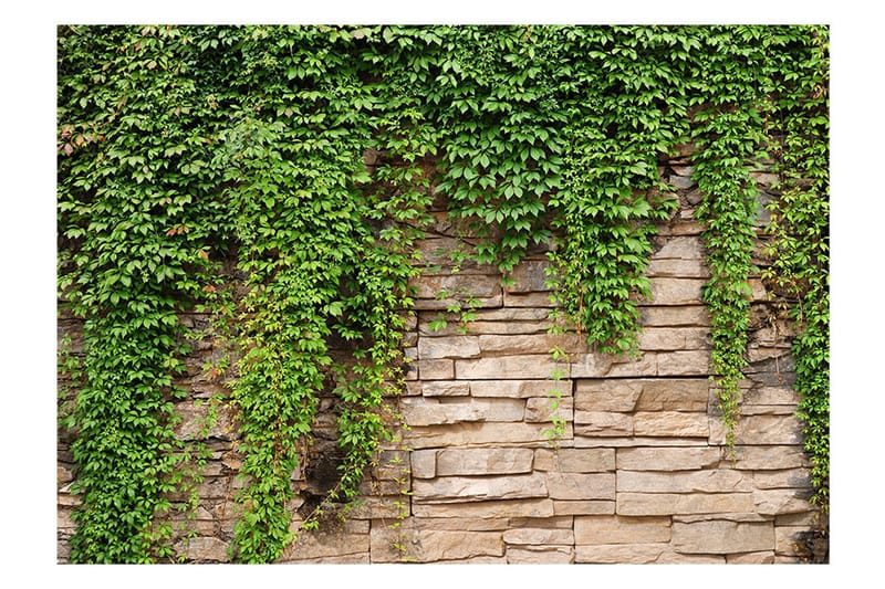 Fototapet Ivy Wall 400x280 - Artgeist sp. z o. o. - Inredning & dekor - Väggdekor - Tapeter & tapettillbehör - Fototapeter