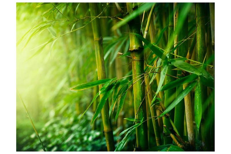 FOTOTAPET Jungle Bamboo 350x270 - Artgeist sp. z o. o. - Inredning & dekor - Väggdekor - Tapeter & tapettillbehör - Fototapeter