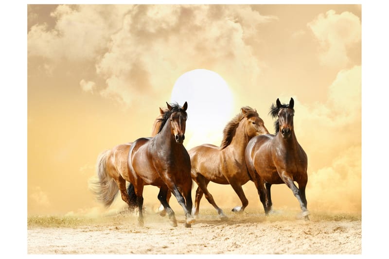 Fototapet Köra Häst 250x193 - Artgeist sp. z o. o. - Inredning & dekor - Väggdekor - Tapeter & tapettillbehör - Fototapeter