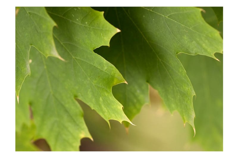 FOTOTAPET Leaves 300x231 - Artgeist sp. z o. o. - Inredning & dekor - Väggdekor - Tapeter & tapettillbehör - Fototapeter