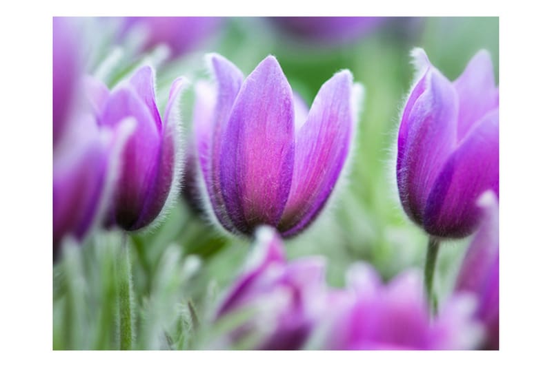 Fototapet Lila Våren Tulpaner 200x154 - Artgeist sp. z o. o. - Inredning & dekor - Väggdekor - Tapeter & tapettillbehör - Fototapeter