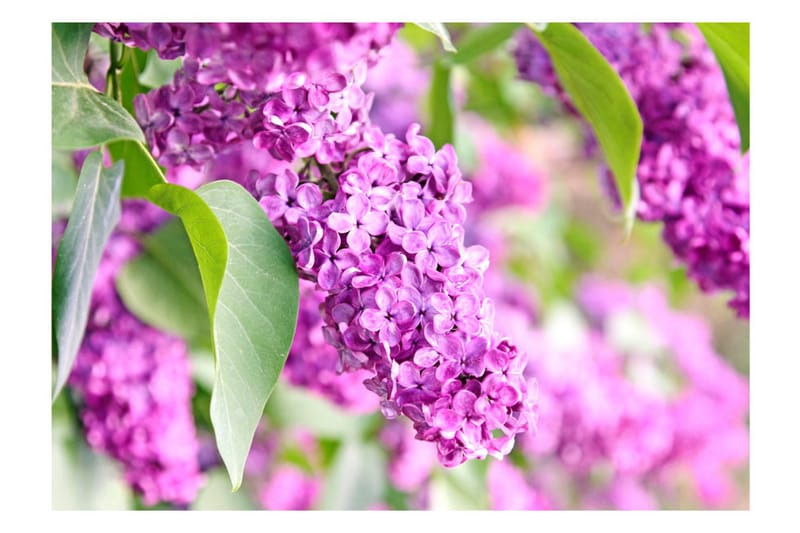 FOTOTAPET Lilac Flowers 300x210 - Artgeist sp. z o. o. - Inredning & dekor - Väggdekor - Tapeter & tapettillbehör - Fototapeter