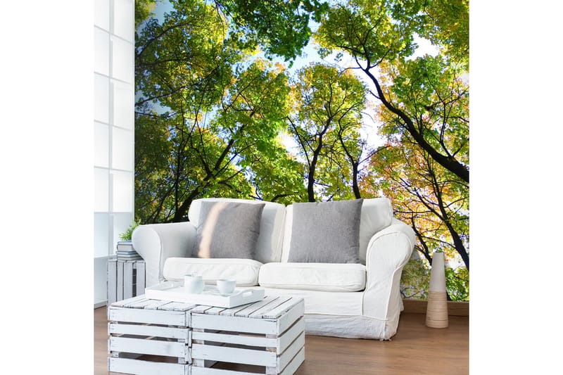 FOTOTAPET Looking Up At The Trees 200x154, Artgeist sp. z o. o.