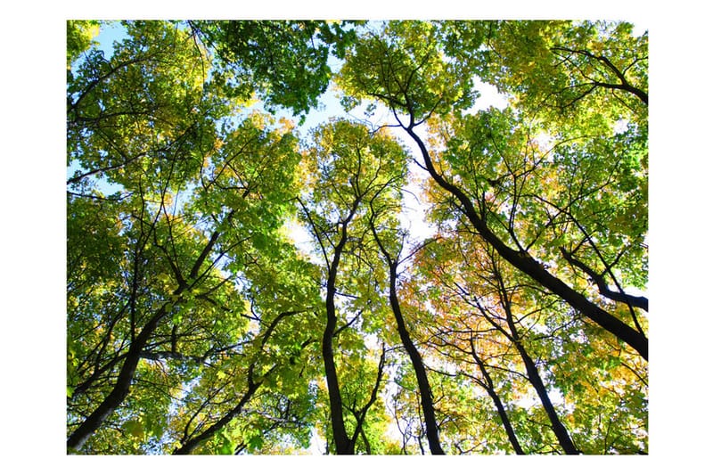 Fototapet Looking Up At The Trees 300x231 - Artgeist sp. z o. o. - Inredning & dekor - Väggdekor - Tapeter & tapettillbehör - Fototapeter